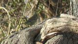 Conflict between Long-tailed Rosefinch and Black-faced Bunting over food