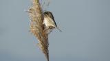 Foraging Pallas's Reed Bunting