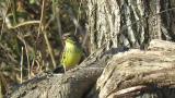 Foraging Black-faced Bunting
