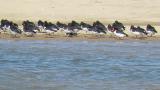 Eurasian Oystercatchers, mostly resting