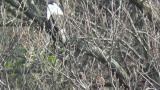 Steller's Sea Eagle, panting.  Somewhat excited after hunting.