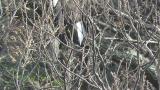 Steller's Sea Eagle flapping wings.  Somewhat excited after hunting.