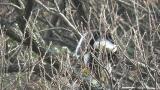 Steller's Sea Eagle eating fish
