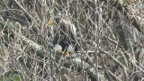 Steller's Sea Eagle.  Beak cleaning.