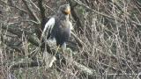 Steller's Sea Eagle, fluffing