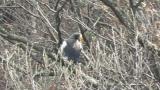 Steller's Sea Eagle, looking down and reacted to a black kite.