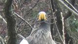 Steller's Sea Eagle, close-up