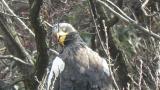 Steller's Sea Eagle, close-up