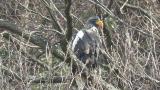 Steller's Sea Eagle, close-up and preening