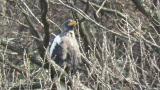 Steller's Sea Eagle and small insects flying around it