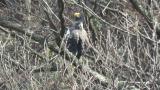Steller's Sea Eagle, reaction to flying Black Kites