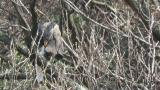 Steller's Sea Eagle, preening