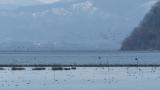 Steller's Sea Eagle in flight and frightened Taiga Bean Geese