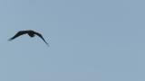 Steller's Sea Eagle in flight