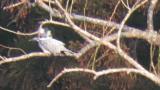Crested Kingfisher