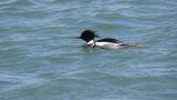 Male Red-breasted Merganser