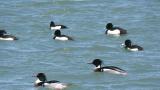 Red-breasted Mergansers and Tufted Ducks