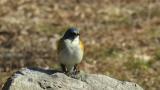 Perched Male Red-flanked Bluetail