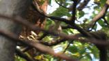 Perched Song Thrush (back)