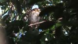 Perched Song Thrush
