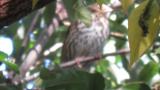 Perched Song Thrush, movement