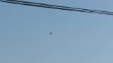 Grey-headed Lapwing mobbing Black Kite