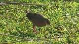 Foraging Ruddy-breasted Crake
