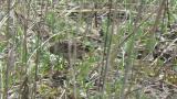 Eurasian Skylark walking on the ground