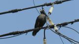 Crested Myna, courtship display and call