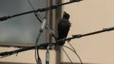 Crested Myna, courtship display and some call