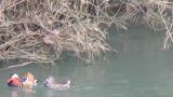 Mandarin Ducks, courtship behavior