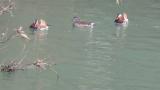 Mandarin Ducks, courtship behavior