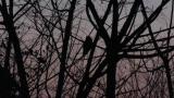 Long-eared Owl took flight in evening twilight