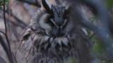 Long-eared Owl started movement under evening light