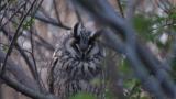 Long-eared Owl, preening