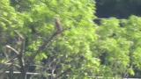 Perched Grey-faced Buzzard