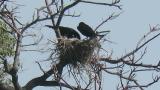 Carrion Crows building nest