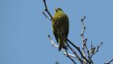 Perched Grey-capped Greenfinch, begging-like behavior