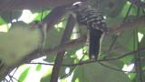 Japanese Pygmy Woodpecker feeding fledgling