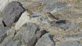 Pallas's Reed Bunting and Buff-bellied Pipit on the ground