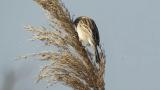 Foraging Pallas's Reed Bunting