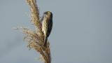 Foraging Pallas's Reed Bunting
