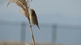 Foraging Pallas's Reed Bunting