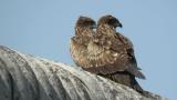 Perched Black Kites