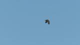 Western Osprey in flight