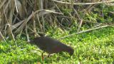 Foraging Ruddy-breasted Crake