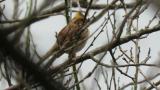 Yellow-throated Bunting with calls