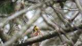 Yellow-throated Bunting