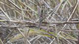 Perched Rustic Bunting