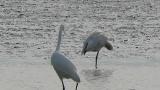 Eurasian Spoonbill, preening
